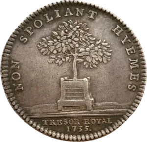 Oranger dans un contenant.